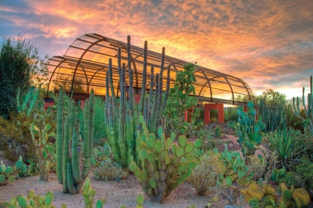 desert botanical garden 2